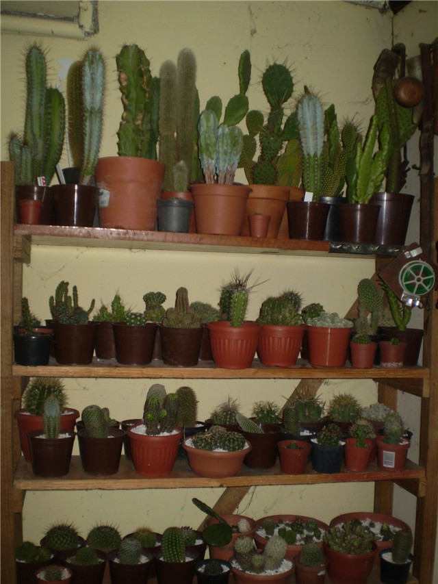 kaktus